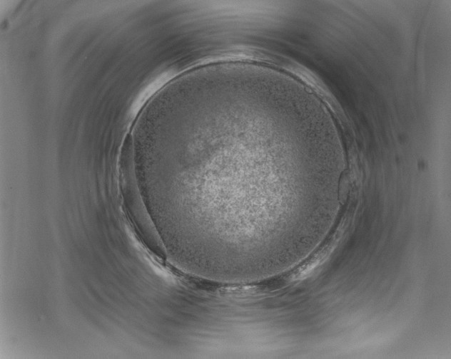 X0000068900858200605081344