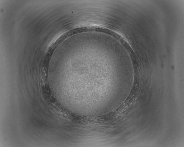 X0000068900871200605081343