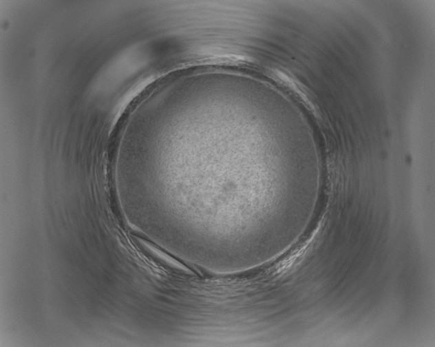 X0000068900875200605081343