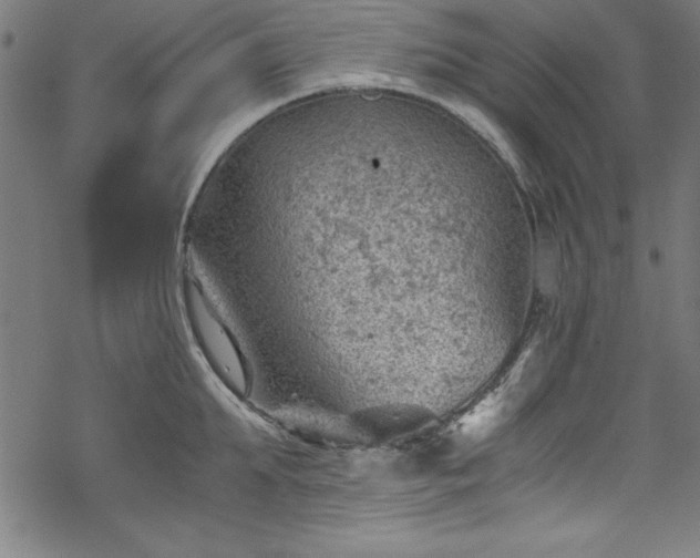 X0000068900903200605081342