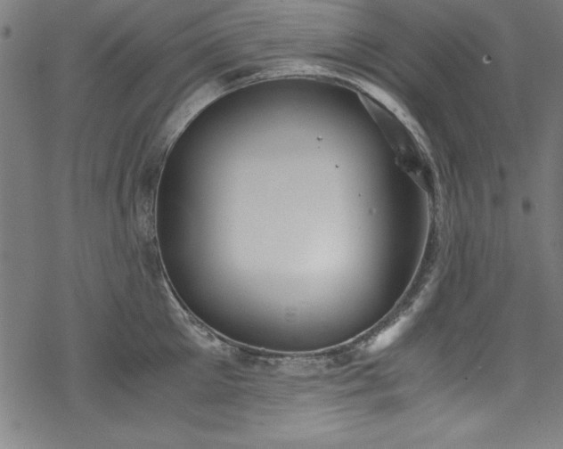 X0000068900905200605081342