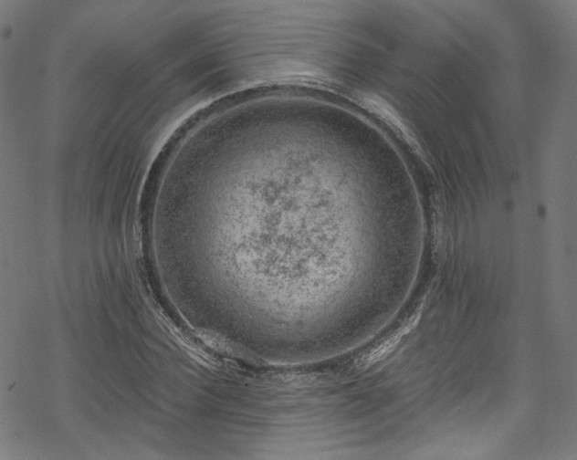 X0000068900924200605081341