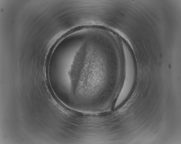 X0000068900935200605081342