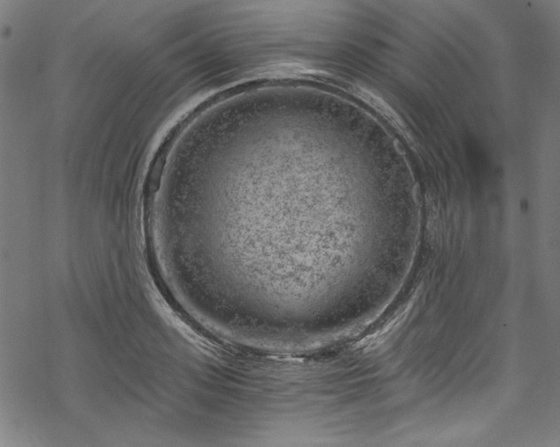 X0000068900939200605081342