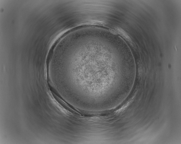 X0000068900940200605081342