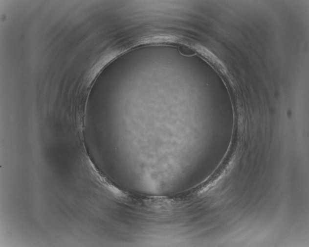 X0000068900945200605081342