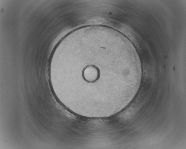 X0000068900950200605081342