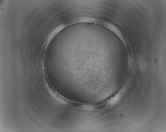 X0000068900954200605081342