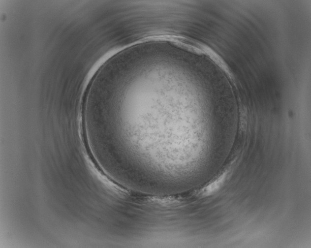 X0000068900955200605081342