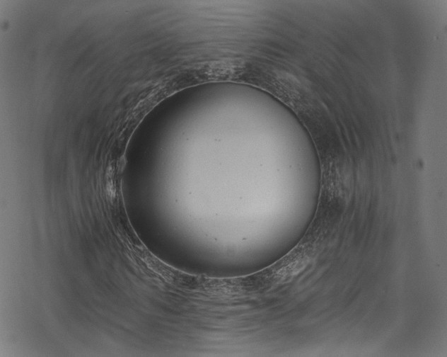 X0000068900962200605081341