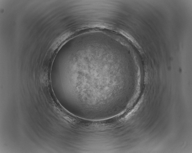 X0000068900977200605081341