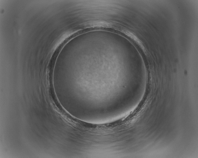 X0000068900983200605081341