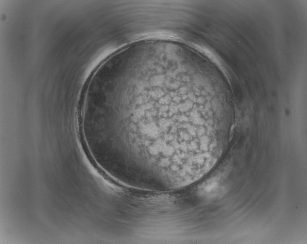 X0000068900999200605081341