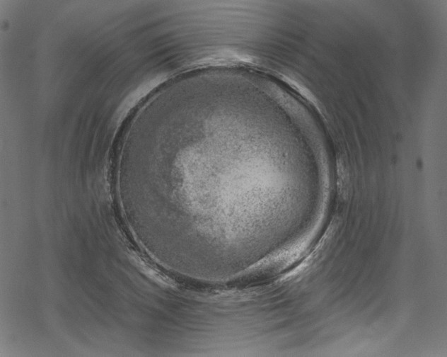 X0000068901026200605081340