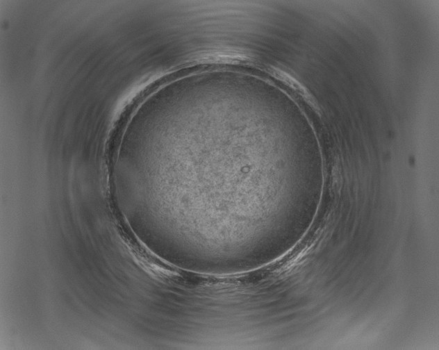 X0000068901027200605081340