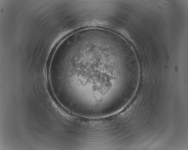 X0000068901032200605081340