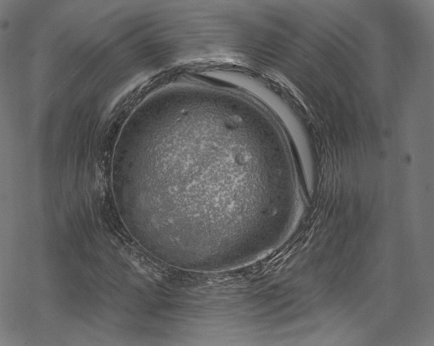 X0000068901064200605081339