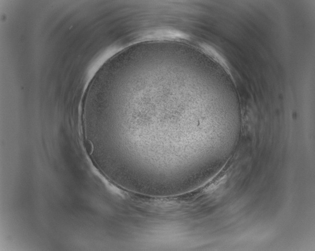 X0000068901103200605081339