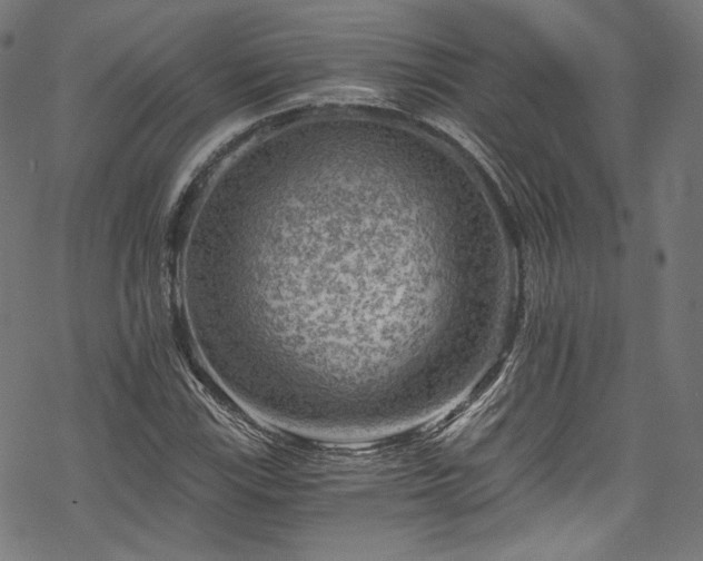 X0000068901115200605081338