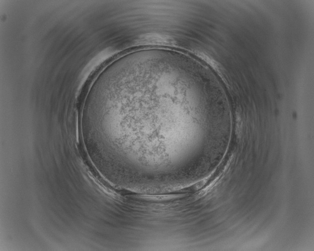 X0000068901123200605081338