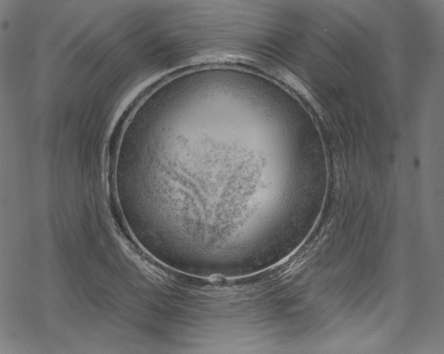 X0000068901124200605081338