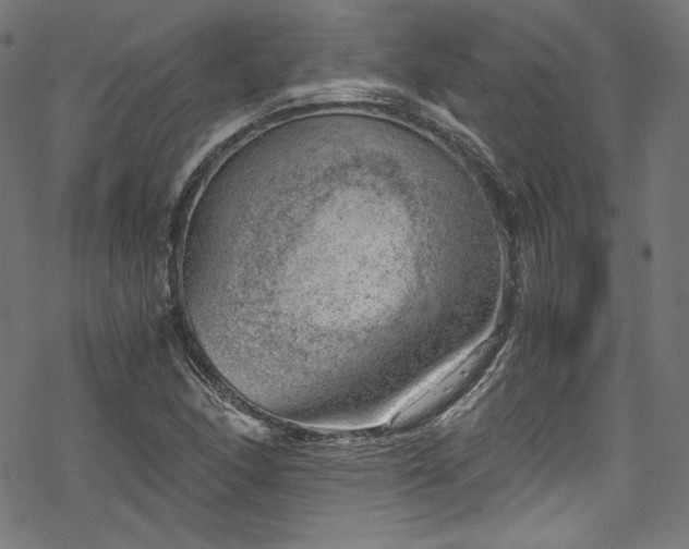 X0000068901166200605081338