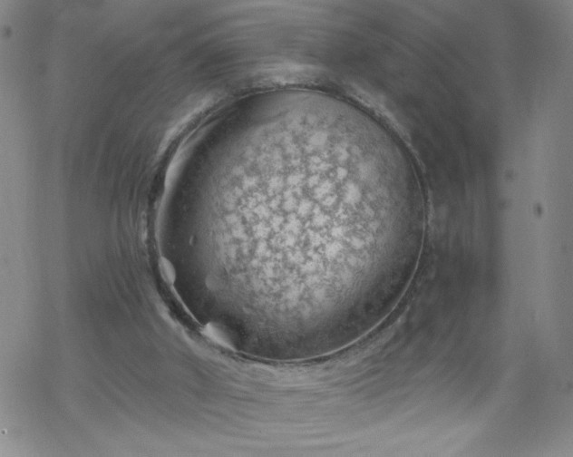 X0000068900010200605122111