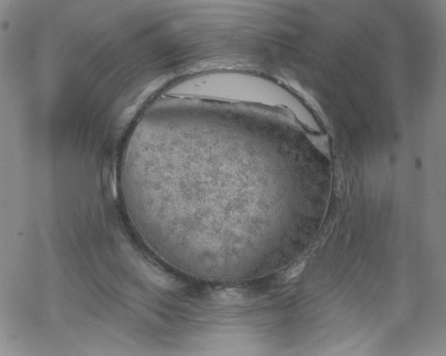 X0000068900062200605122110