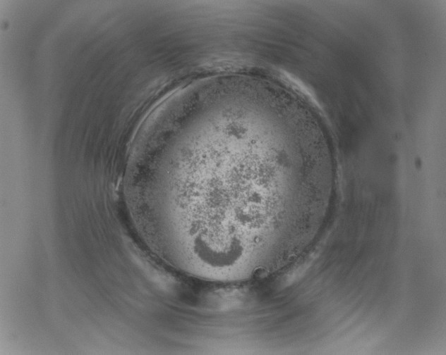 X0000068900065200605122110