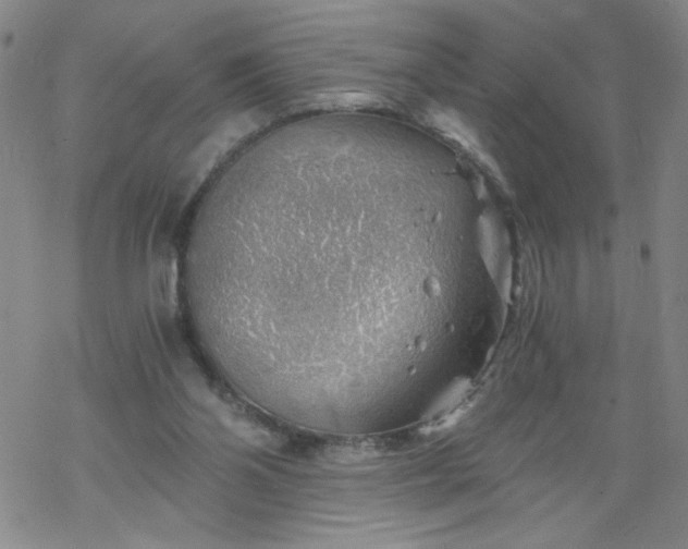 X0000068900110200605122110