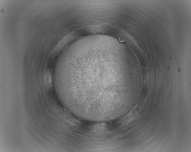 X0000068900124200605122110