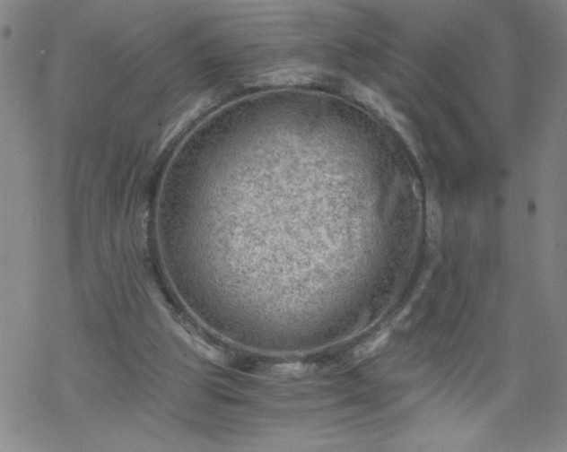 X0000068900153200605122109