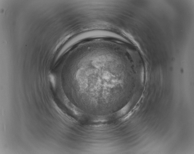 X0000068900154200605122109