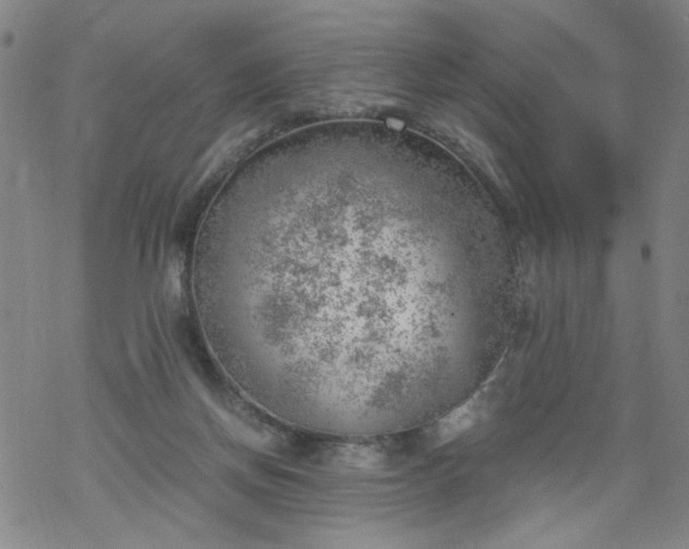 X0000068900166200605122109