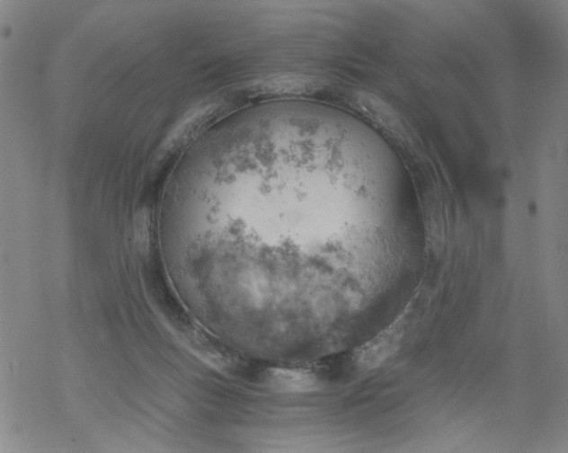 X0000068900167200605122109