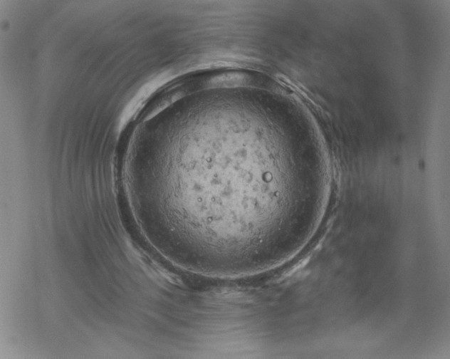 X0000068900244200605122107