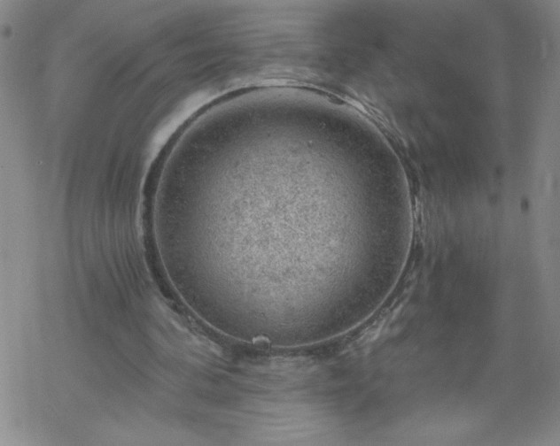 X0000068900292200605122107