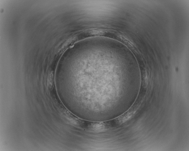 X0000068900325200605122106