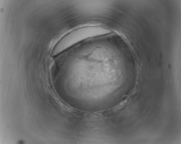 X0000068900337200605122105