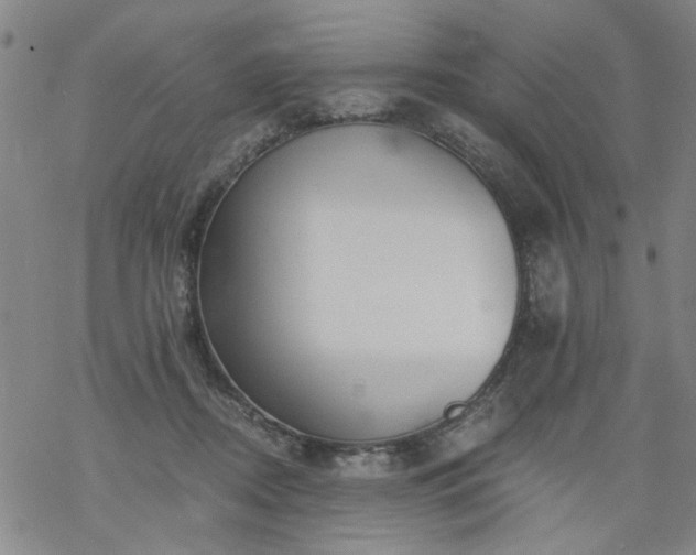 X0000068900362200605122106