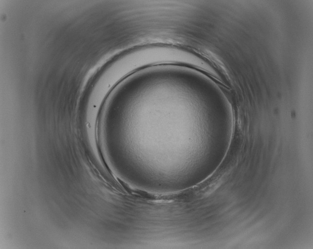 X0000068900388200605122105