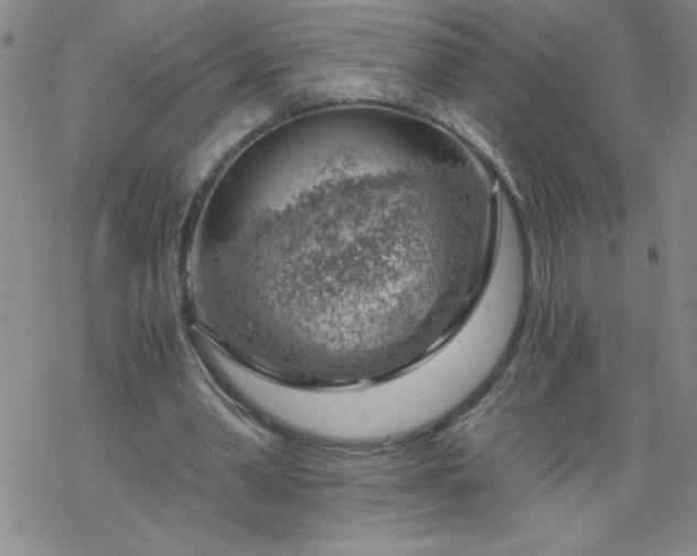 X0000068900390200605122105