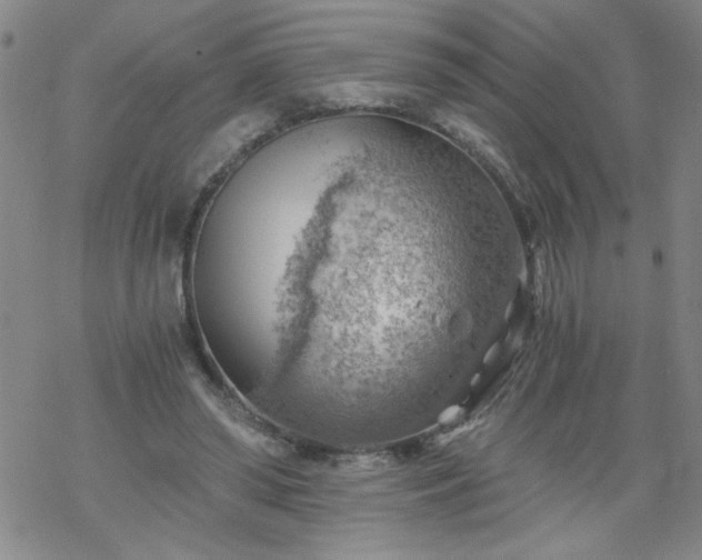 X0000068900398200605122105