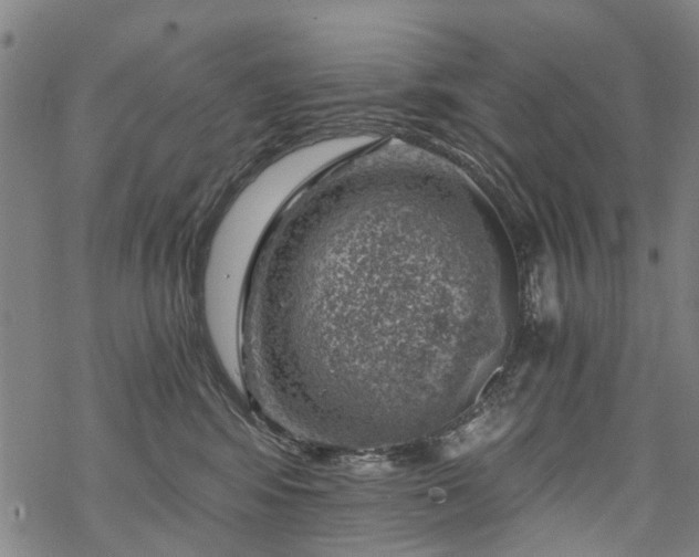 X0000068900424200605122105