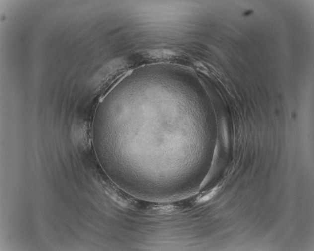 X0000068900428200605122105