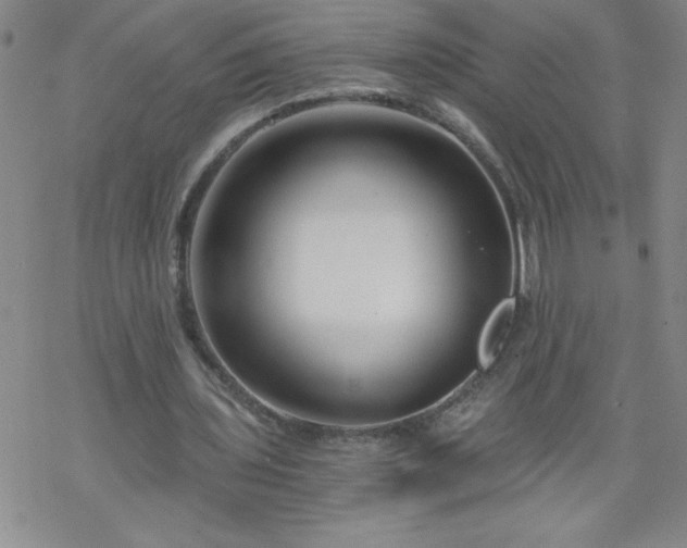 X0000068900435200605122104