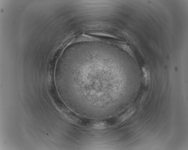 X0000068900456200605122104