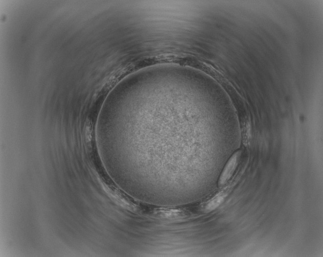 X0000068900472200605122104