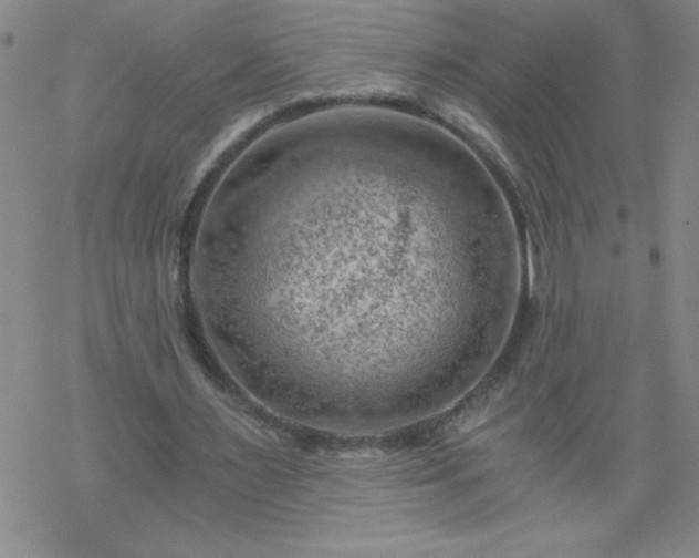 X0000068900483200605122104