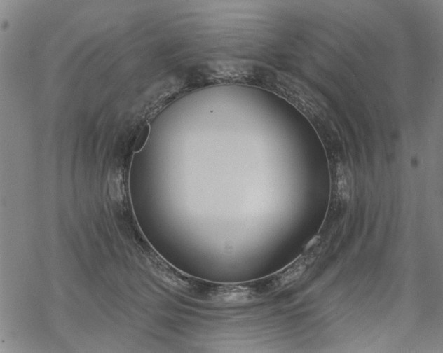 X0000068900514200605122103